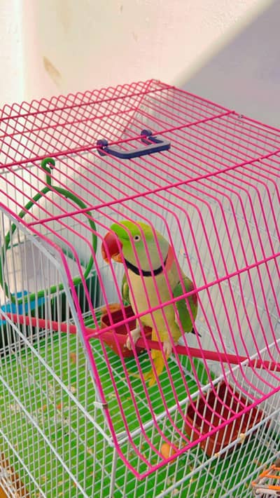 Kashmiri / pahari / Alexander parrot