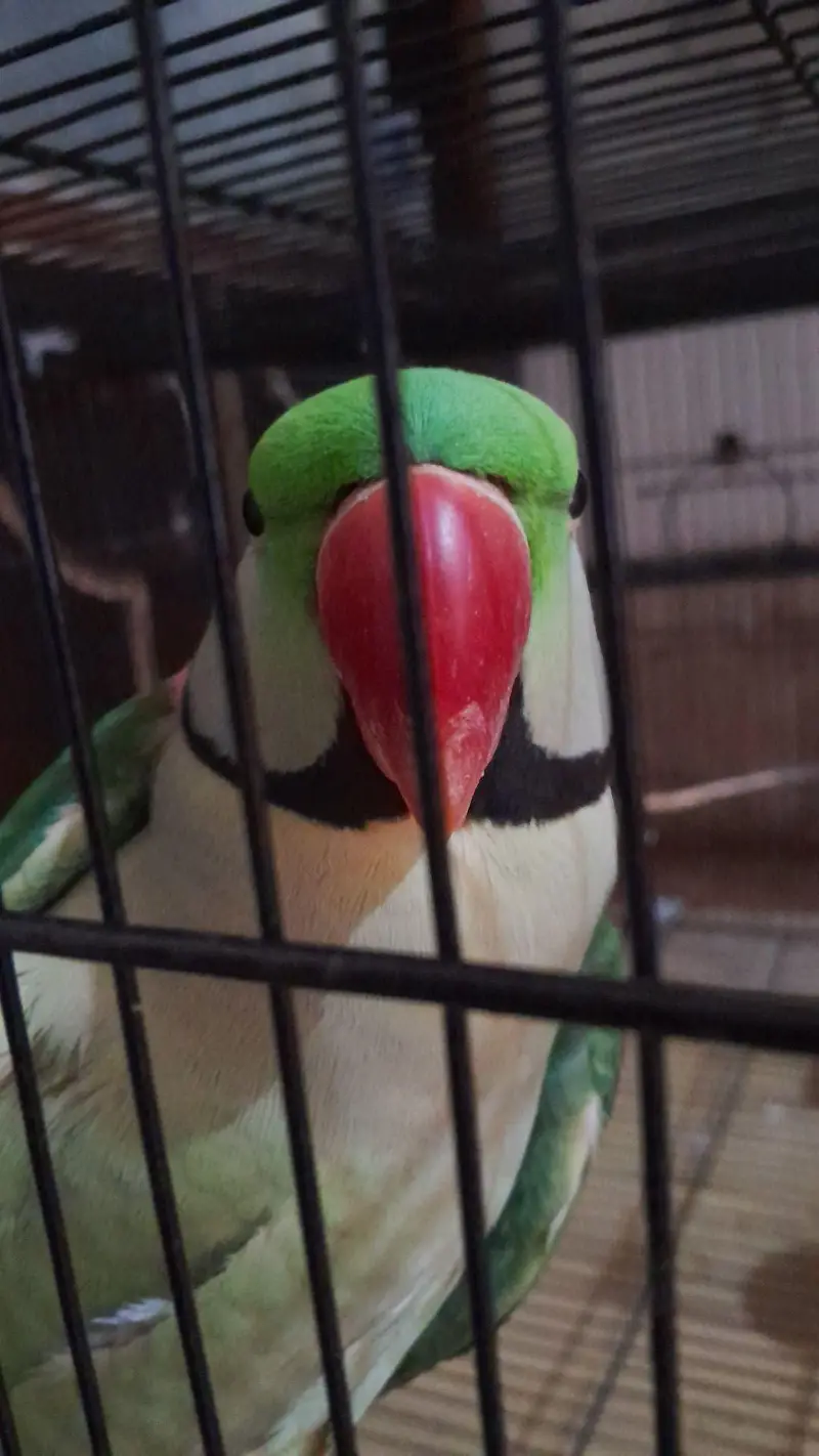 Kashmiri / pahari / Alexander parrot — photo 2