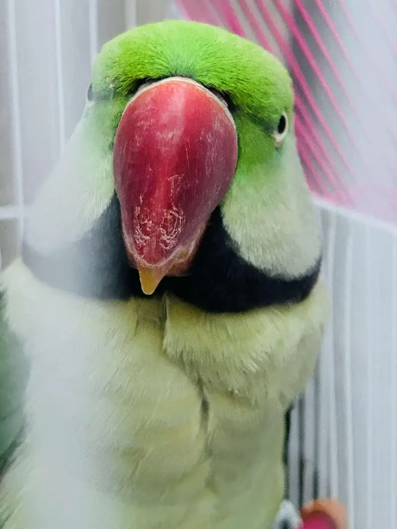 Kashmiri / pahari / Alexander parrot — photo 3