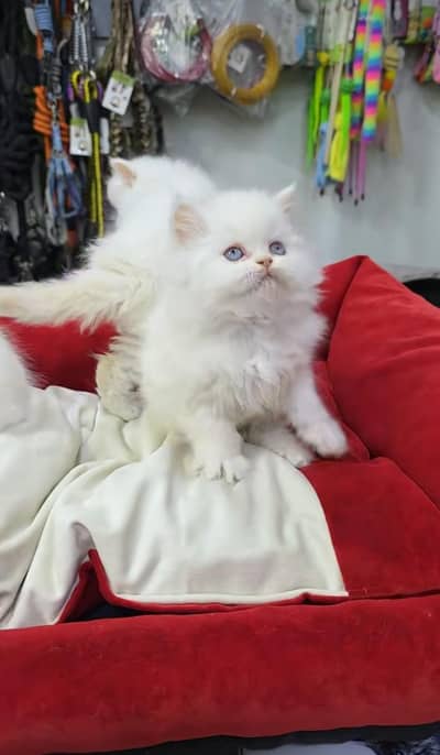 Cats | Persian | kittens |  Blue Eyes | O348O163O63 щatsap^⁠_⁠^