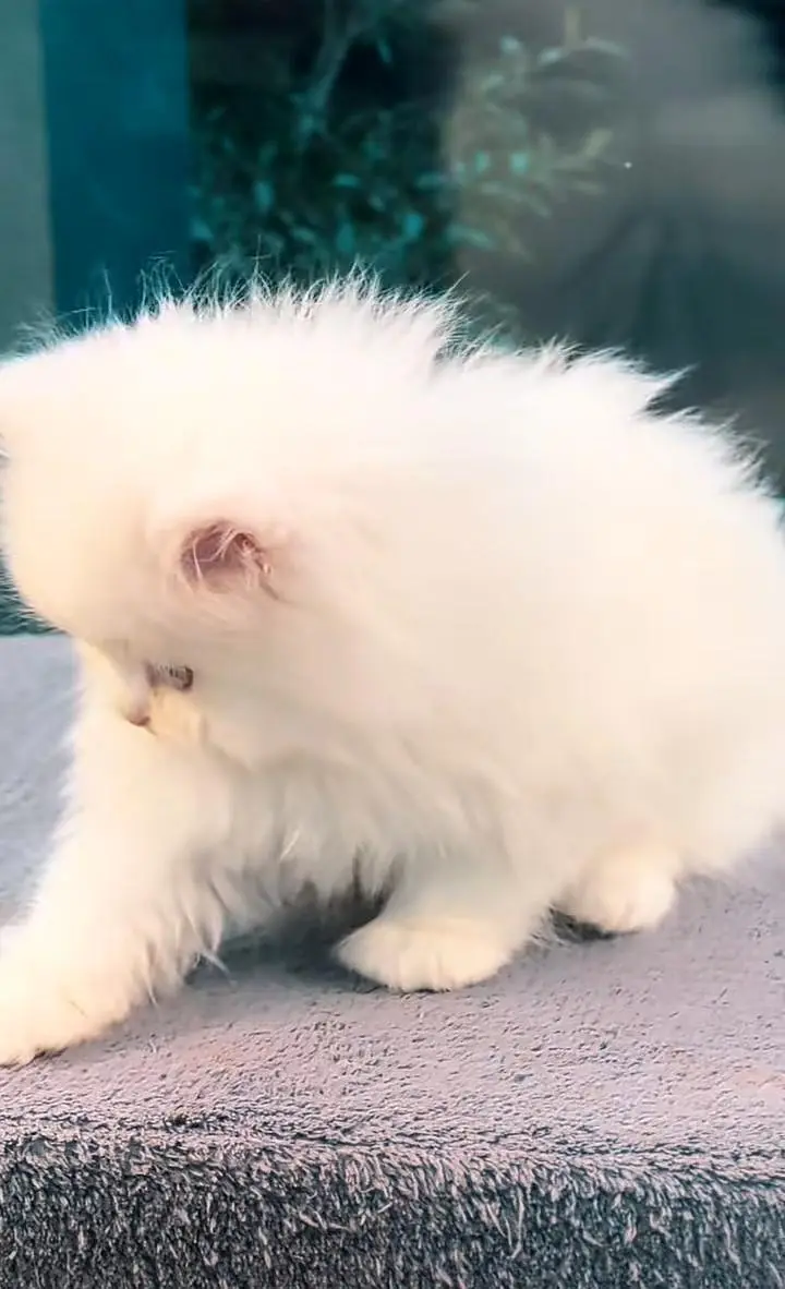 Persian kitten for sale my WhatsApp . 03317047936 — photo 3