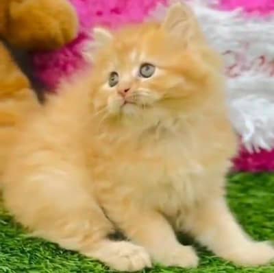 Persian kitten for sale my WhatsApp . 03317047936