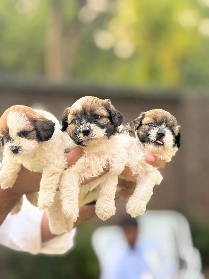 Poodles Dogs Pair with Babies — photo 2