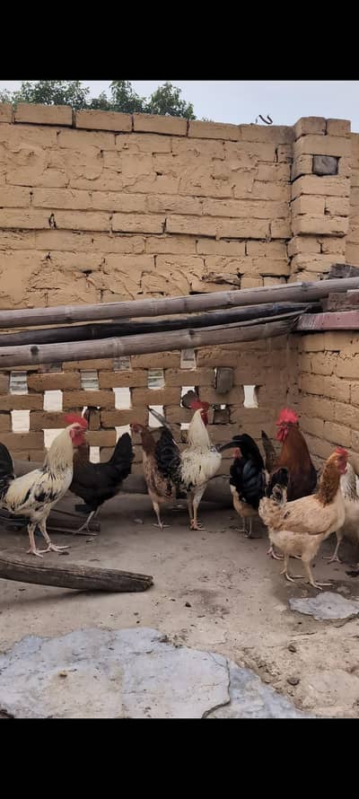 12 Desi Misri murgia Murgay for sale