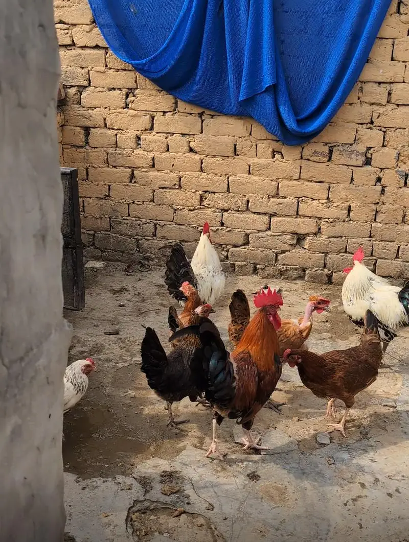12 Desi Misri murgia Murgay for sale — photo 2