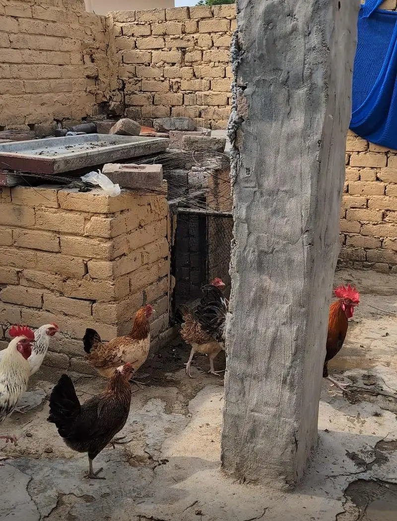 12 Desi Misri murgia Murgay for sale — photo 3