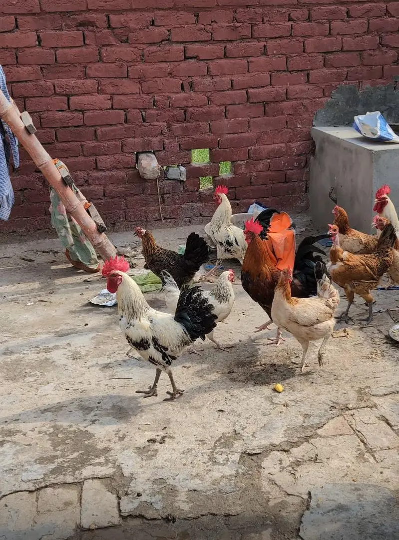 12 Desi Misri murgia Murgay for sale — photo 4