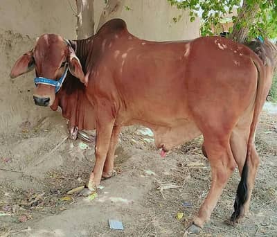Male 4 Bull