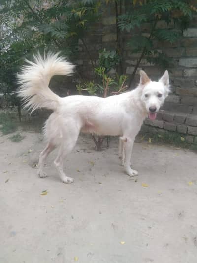 Russian dog