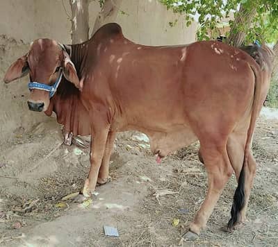 Male 4 Bull