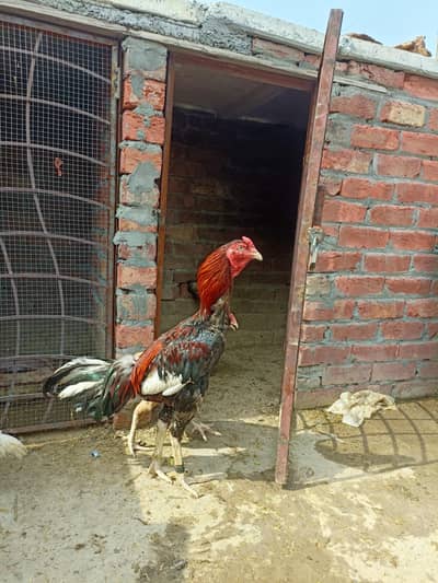 sindhi aseel for sale