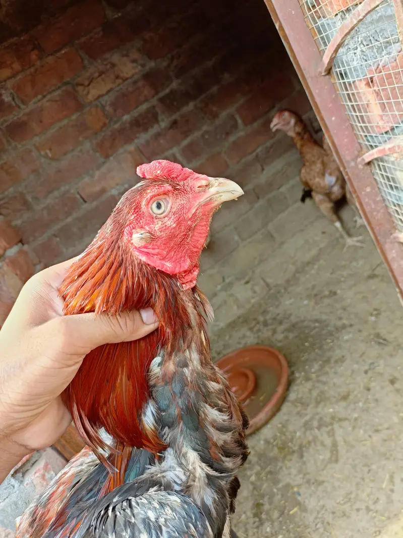 sindhi aseel for sale — photo 2