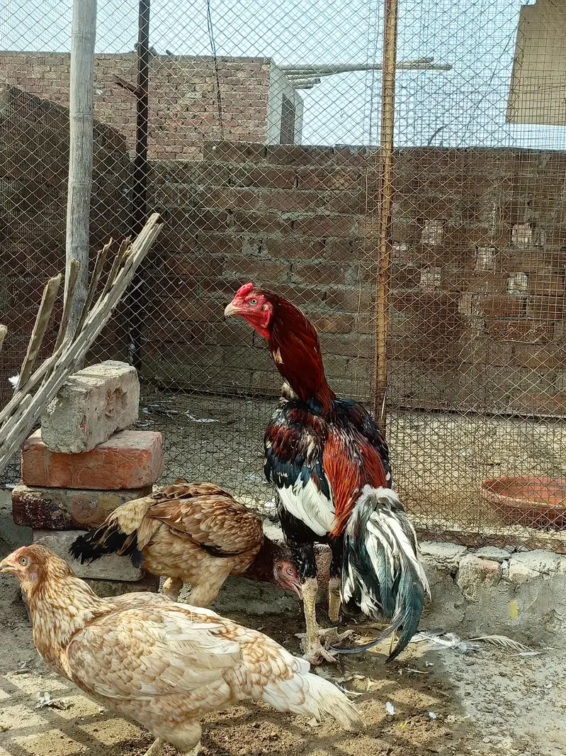 sindhi aseel for sale — photo 3