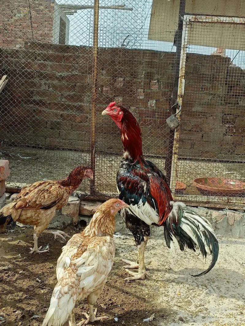 sindhi aseel for sale — photo 4