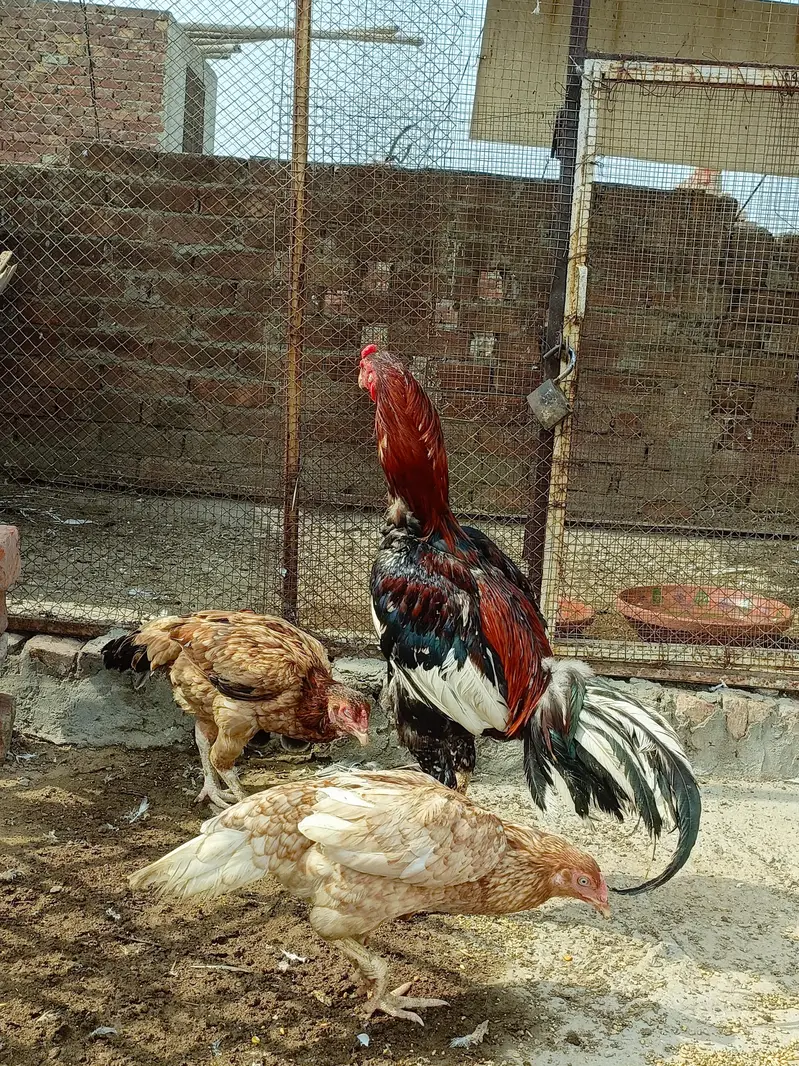 sindhi aseel for sale — photo 5