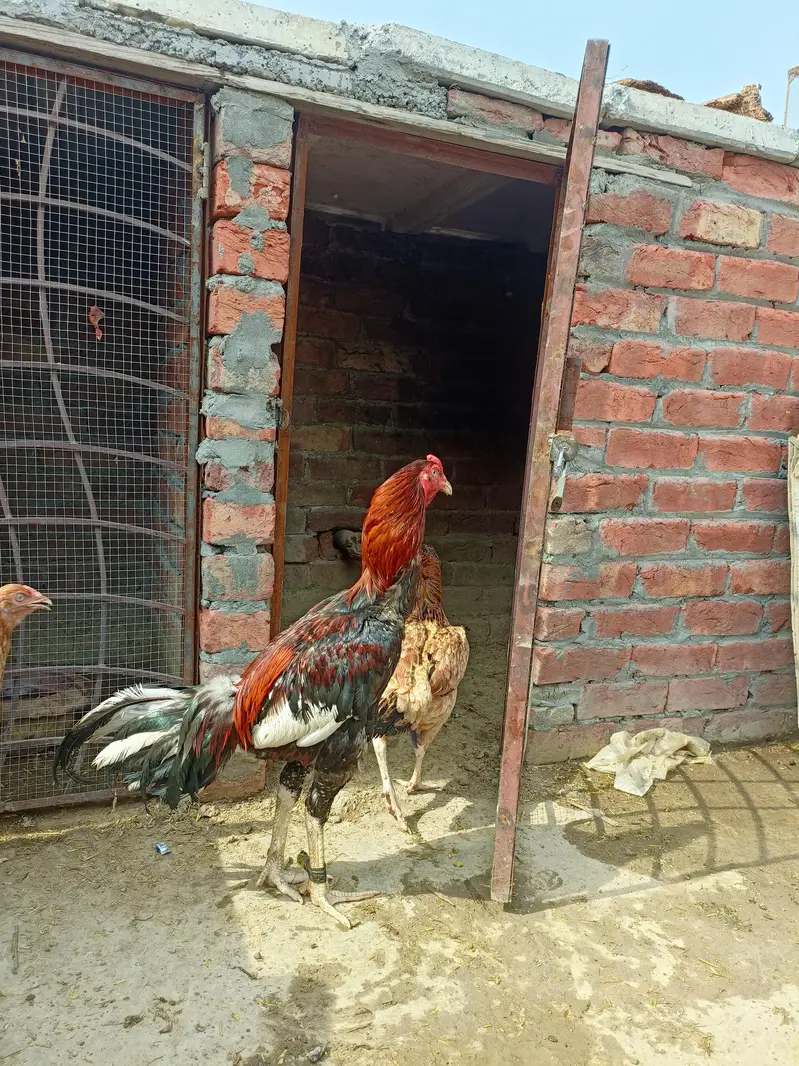 sindhi aseel for sale — photo 6
