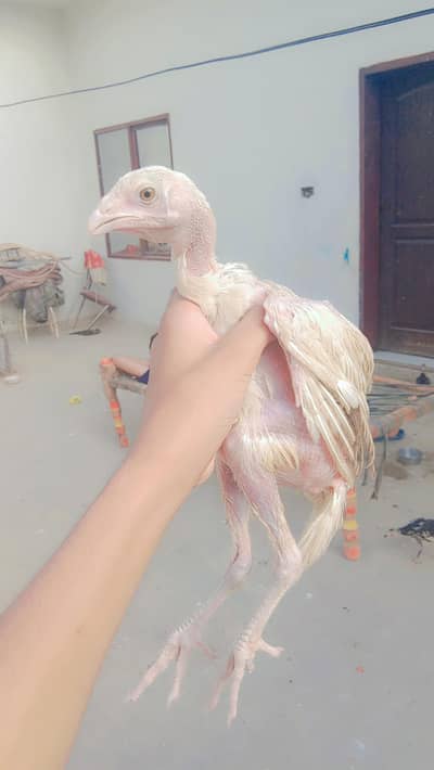 Heera Aseel Pair high quality