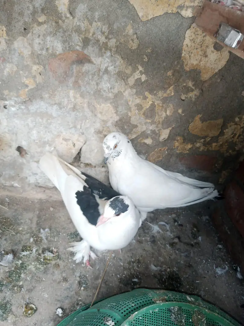 chogi + dobaz nasal — photo 3