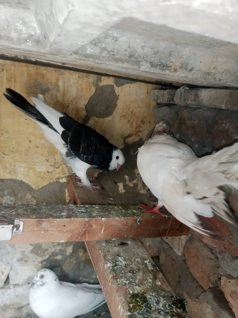chogi + dobaz nasal — photo 4