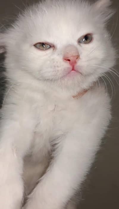 persian kitten for sale