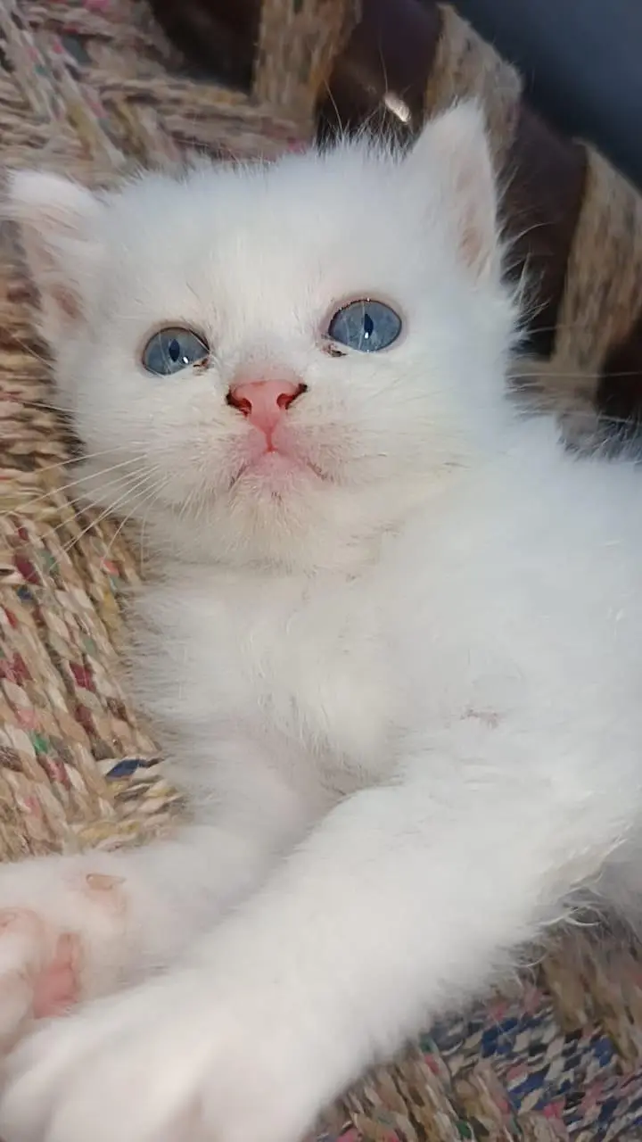 persian kitten for sale — photo 2