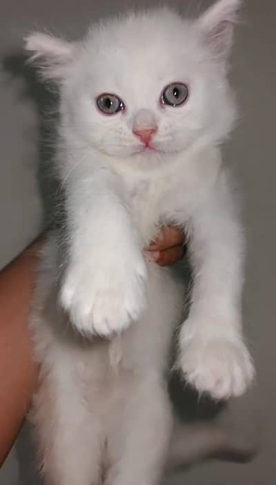 persian kitten for sale