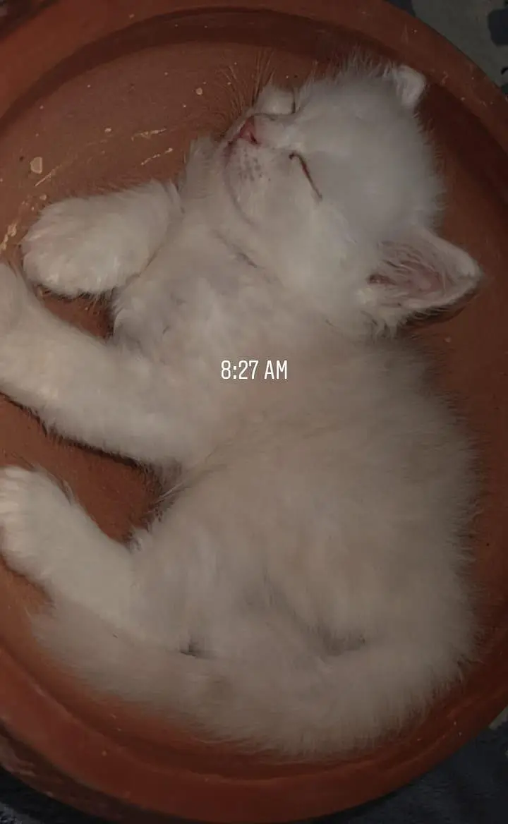 persian kitten for sale — photo 4