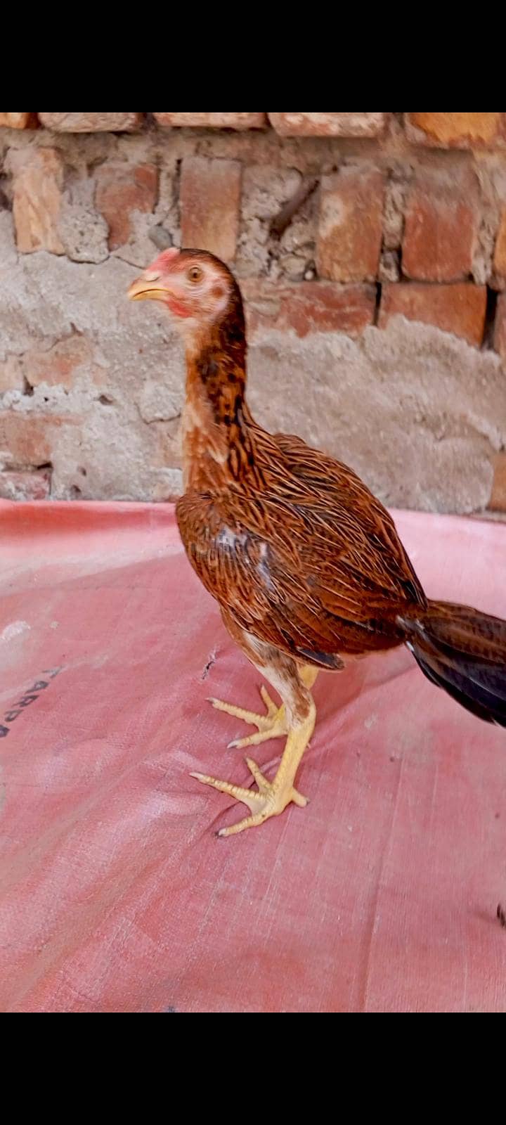 burmi 2
