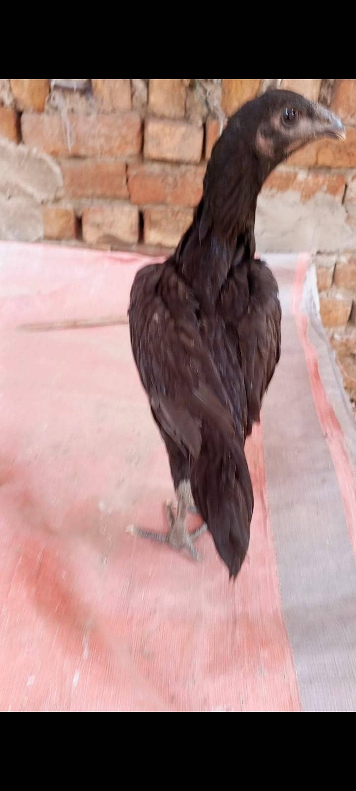 burmi 7