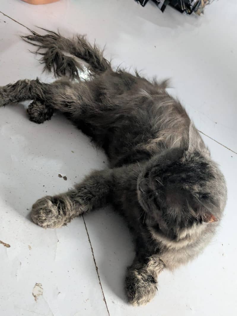 persion cat 0