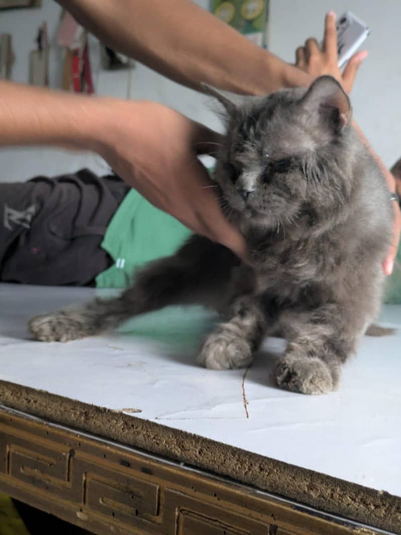 persion cat 1