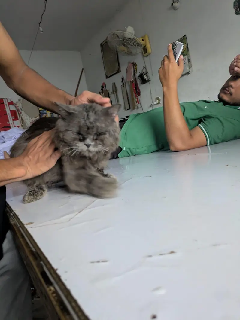 persion cat — photo 3