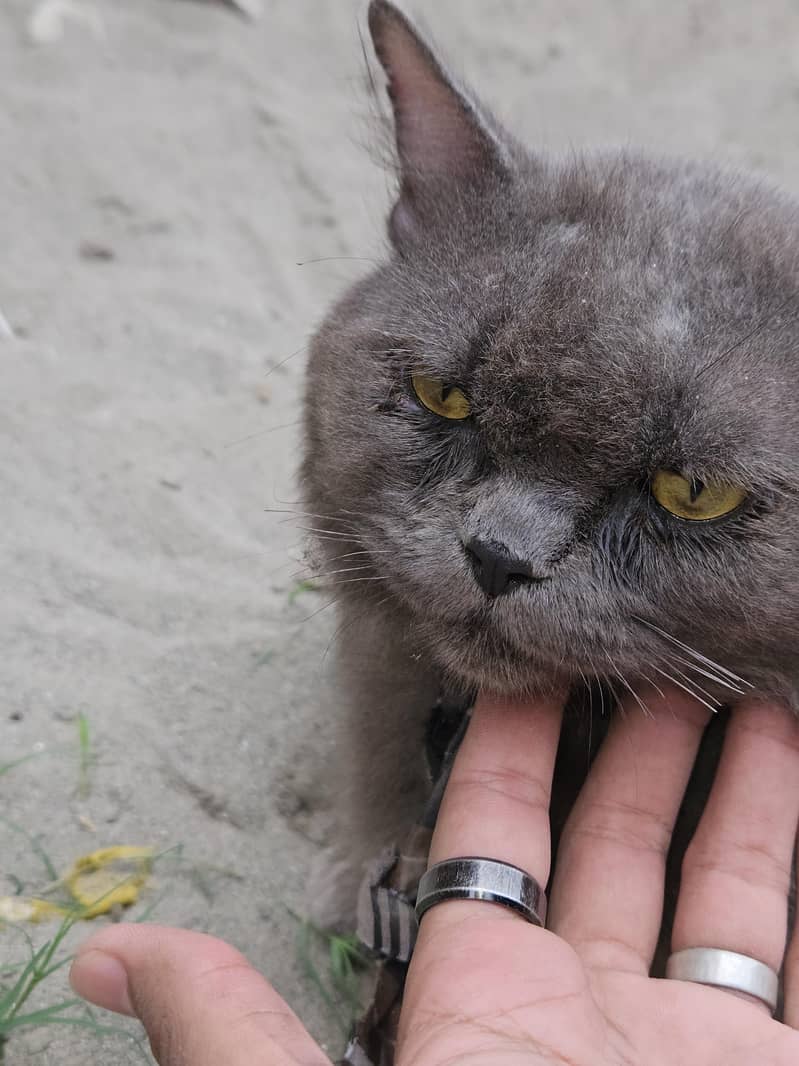 persion cat 3