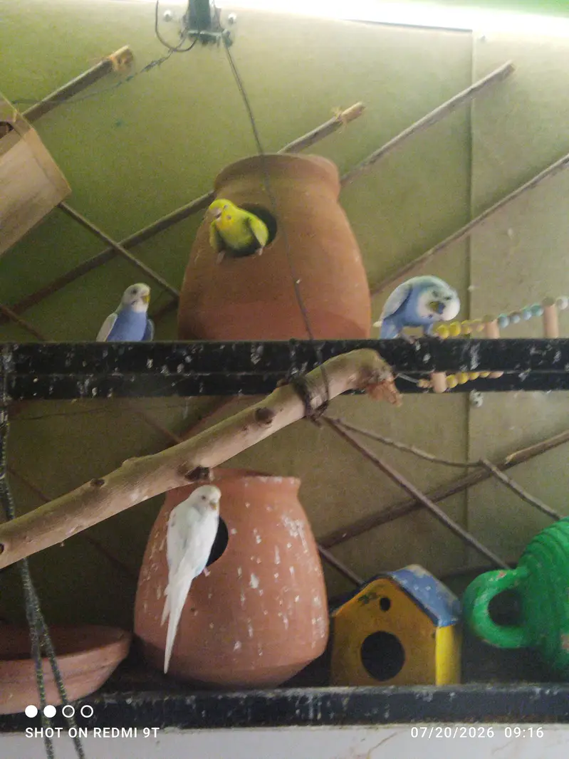 Budgies for sale — photo 2