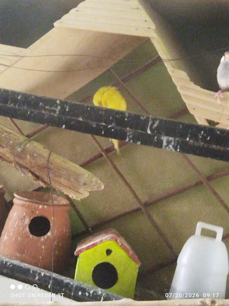 Budgies for sale — photo 3