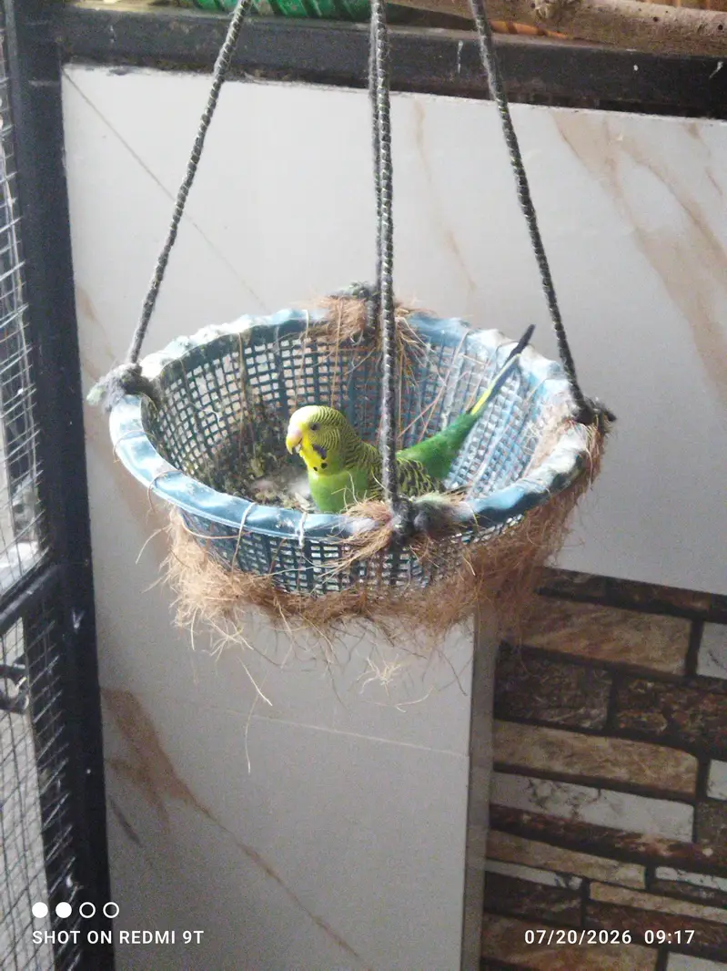 Budgies for sale — photo 4