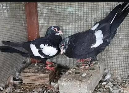 Black mainadag pair