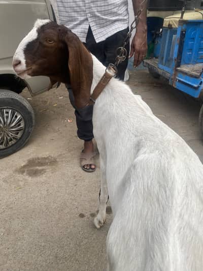 Goat for urgent sale