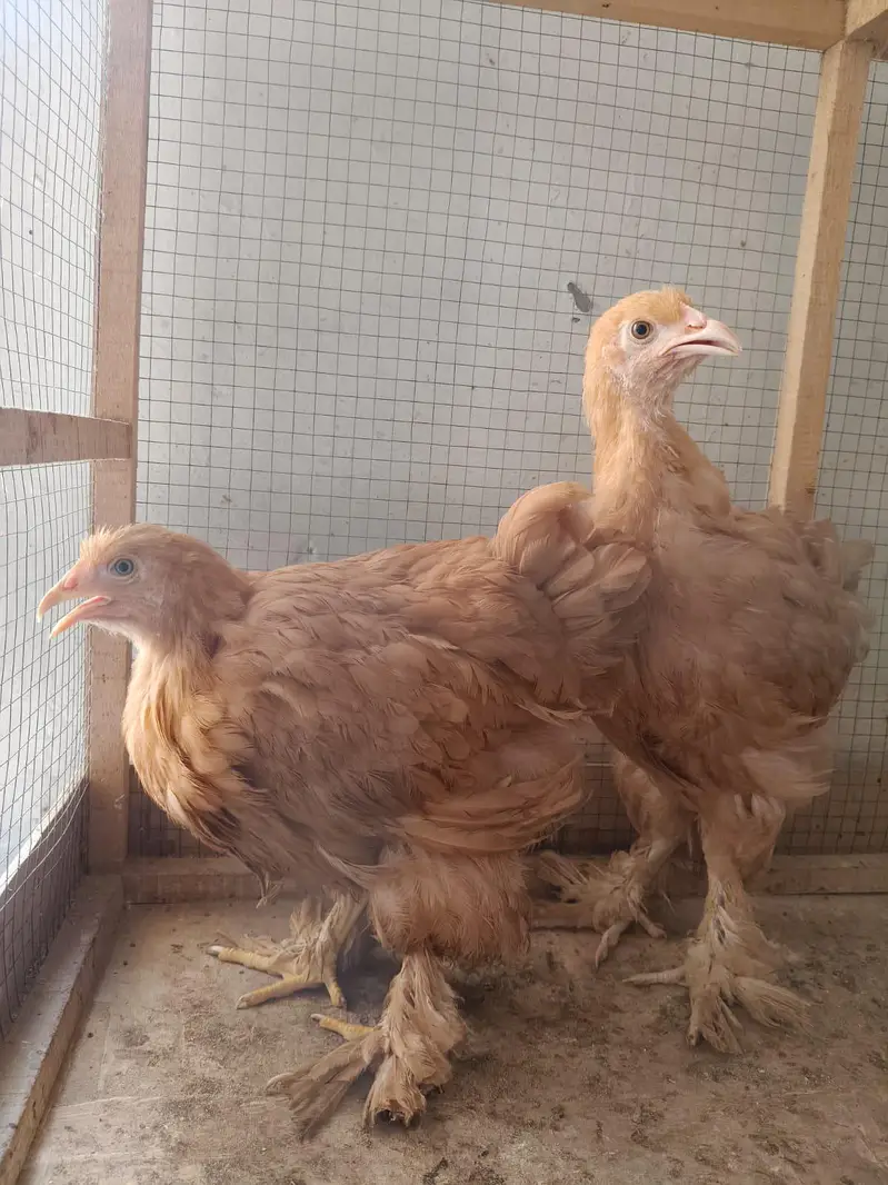 golden buff for sale — photo 2