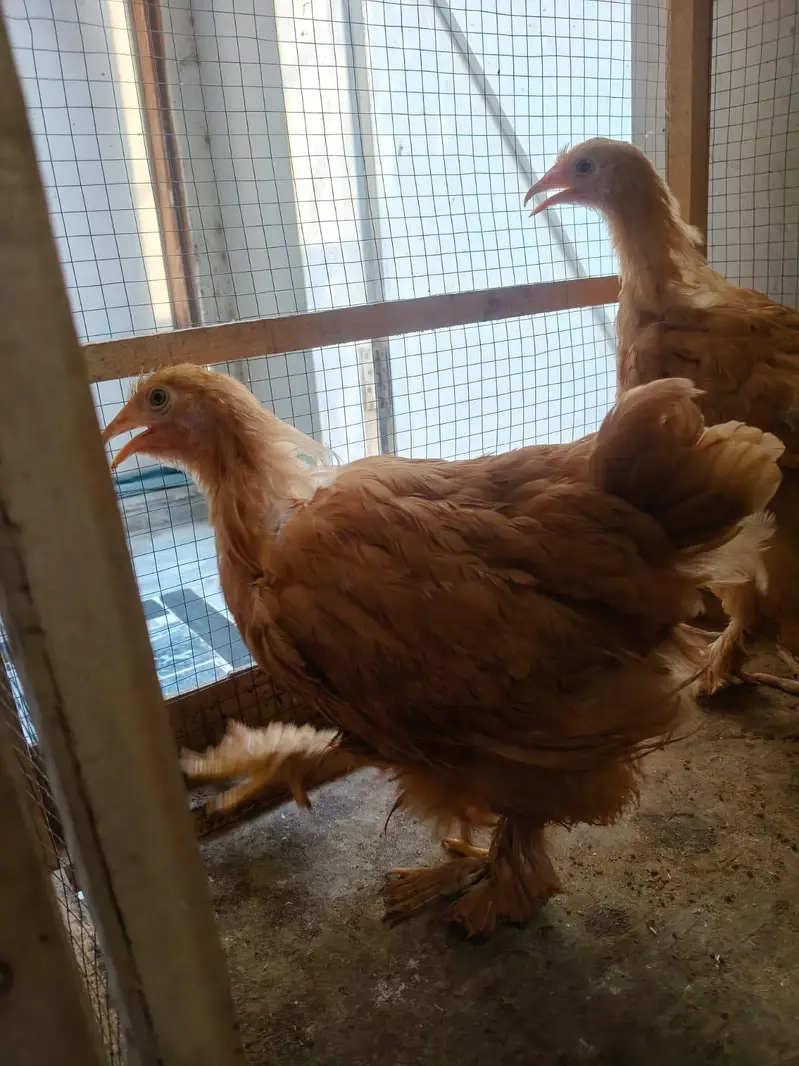 golden buff for sale — photo 3