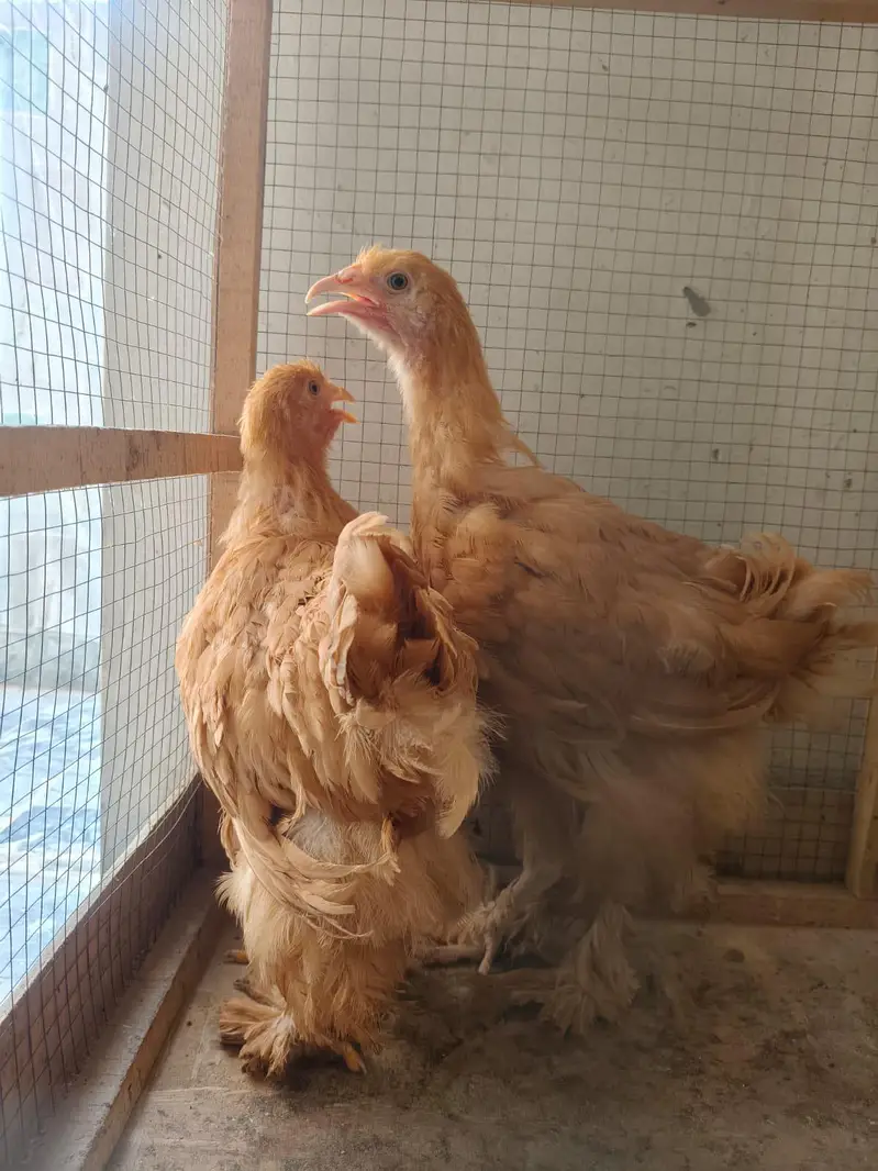 golden buff for sale — photo 4