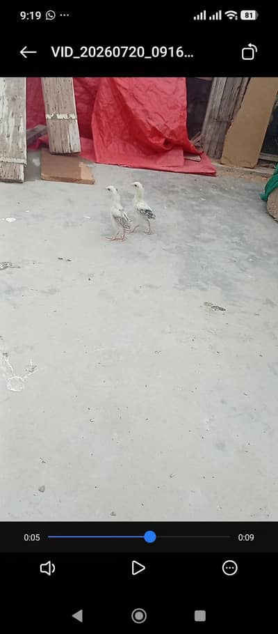 Aseel chick