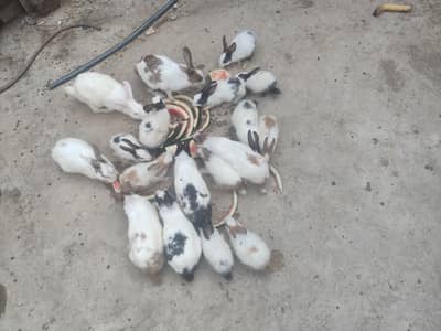 rabbits
