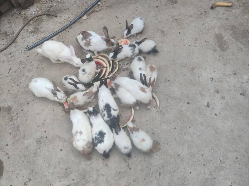 rabbits 0