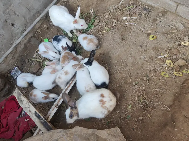 rabbits — photo 2