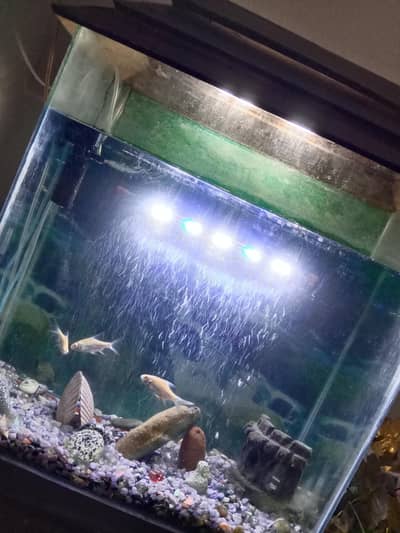 Aquarium with Fishes