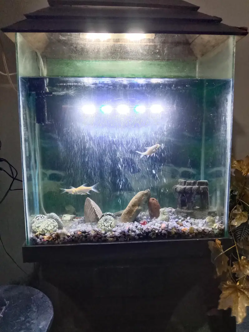 Aquarium with Fishes — photo 2