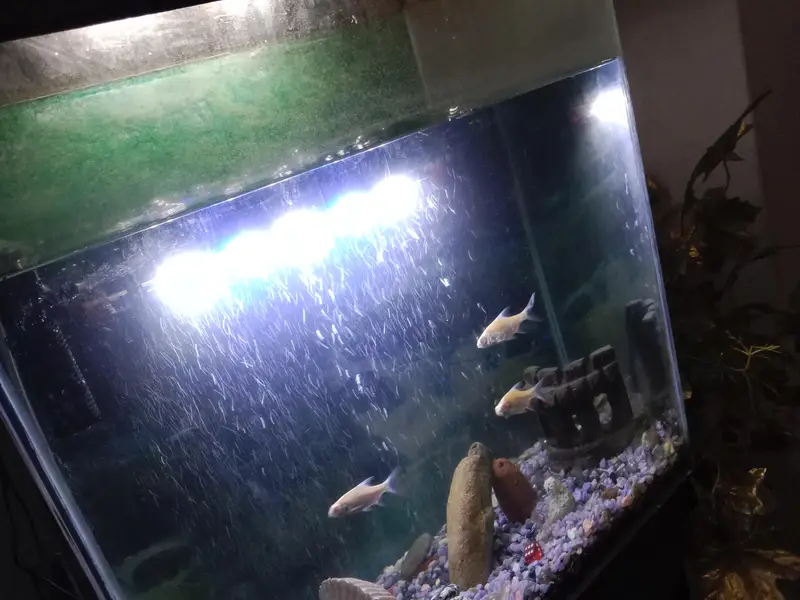 Aquarium with Fishes — photo 3