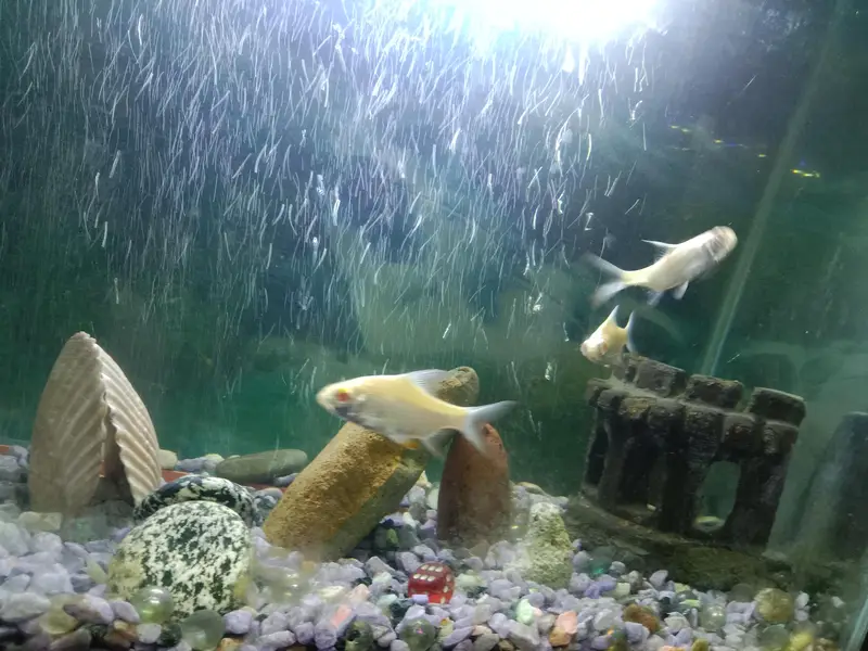 Aquarium with Fishes — photo 4