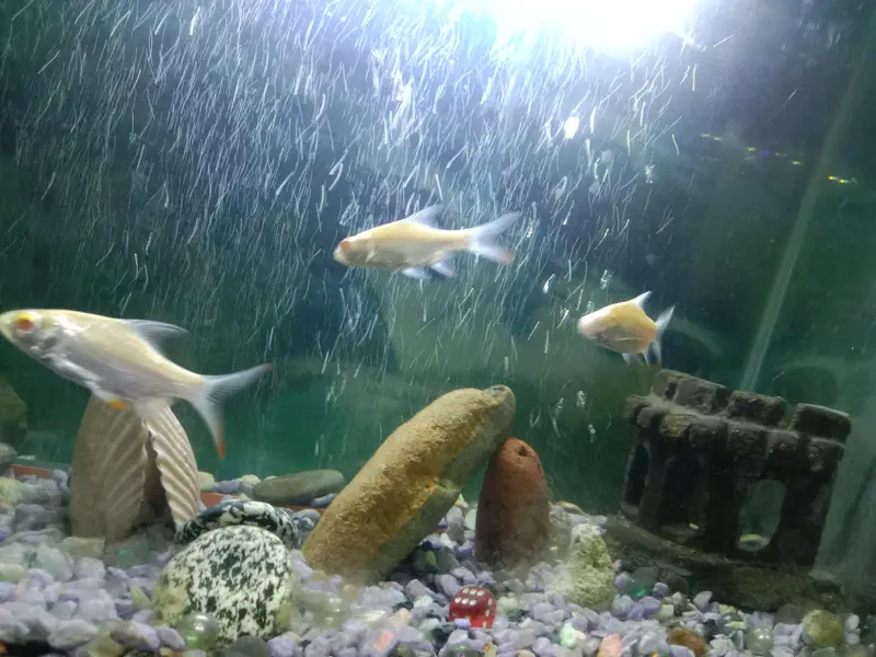 Aquarium with Fishes — photo 5